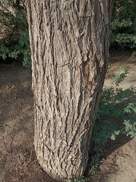 Close-up of the rugged bark on a Prosopis cineraria tree trunk, showcasing deep fissures, rich brown textures, and natural patterns of the resilient Ghaf tree in bright daylight.