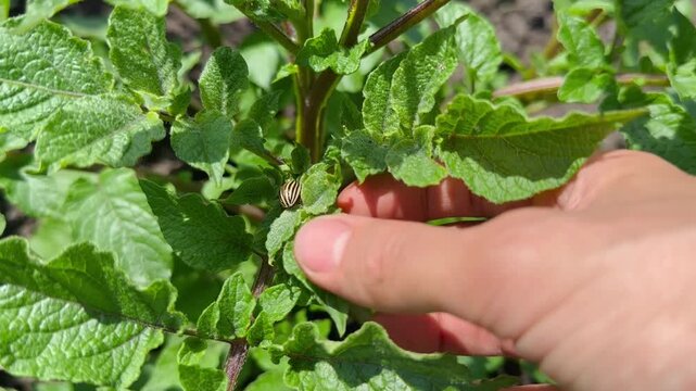 Colorado potato beetle on potato leaves in agricultural field