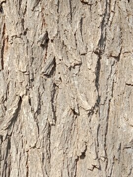 Close-up of the rugged bark on a Prosopis cineraria tree trunk, showcasing deep fissures, rich brown textures, and natural patterns of the resilient Ghaf tree in bright daylight.