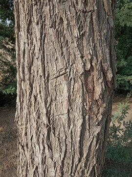 Close-up of the rugged bark on a Prosopis cineraria tree trunk, showcasing deep fissures, rich brown textures, and natural patterns of the resilient Ghaf tree in bright daylight.