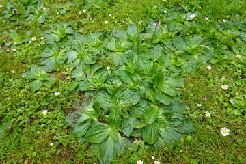 Broadleaf plantain leaves growing in green lawn © tonifrito