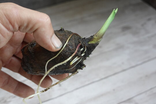 Hand holding taro root with growing sprout