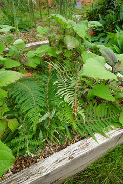 Peruvian ground apple yacon growing in garden bed