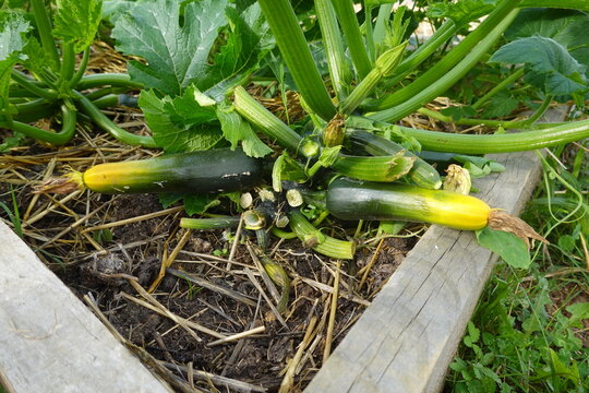 Zucchini plants growing in a summer garden bed, producing fresh green vegetables for a healthy harvest