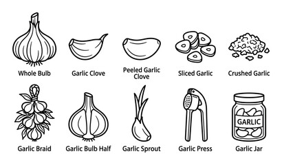 Garlic forms and preparation stages illustration set depicting whole bulbs, cloves, sliced, crushed, braided, sprouted, and pressed varieties for culinary use. © Khmel