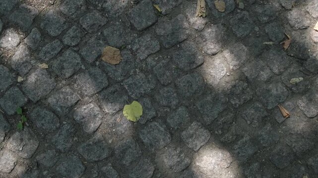 Dappled light dances on ancient stone pavement
