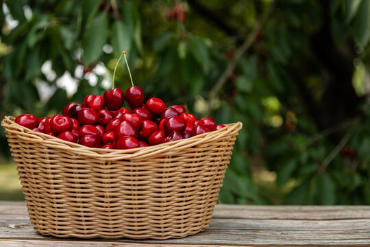 Basket full of ripe cherries on wooden table with natural garden background