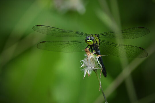 A close-up of a green dragonfly facing forward, perched on the seeded bloom of a tassel flower, set against a softly blurred natural background.