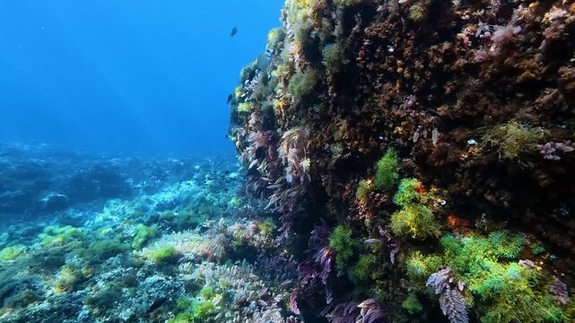 Undersea landscape - POV colourfull scene with an alone barracuda fish