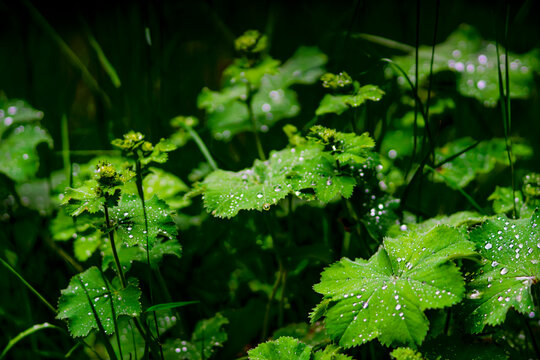Morning Dew Drops on Fresh Green Lady's Mantle Leaves