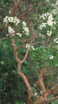 Close-up shot of small white flowers blooming on the branches of an arrayan tree, showcasing its distinctive smooth orange-brown bark and green foliage in a forest.