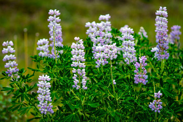 Fototapeta premium Blooming purple lupine flowers in a lush green meadow