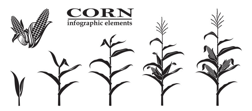 planting process of corn plant and corn growing stages isolated on white background
