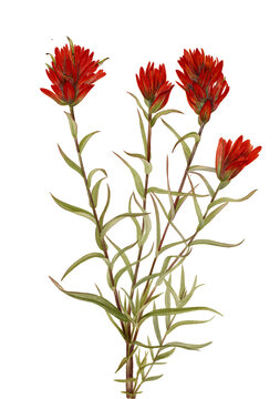Painted Brush flowers