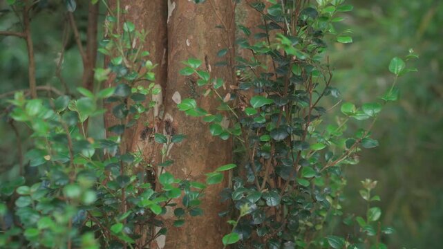 Close-up shot of orange-brown bark of an arrayan tree trunk, surrounded by vibrant green leaves and branches in a lush forest setting.