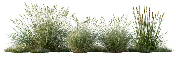 Fototapeta premium Green ornamental grass tufts on transparent background