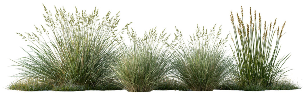 Green ornamental grass tufts on transparent background