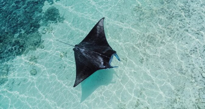 Aerial view of a lone black manta ray gliding over shallow turquoise reef waters
