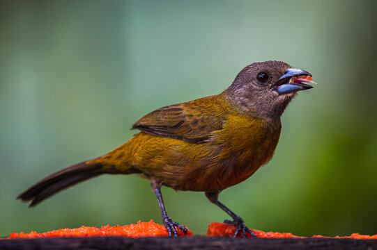 Scarlet-rumped tanager (Ramphocelus passerinii)