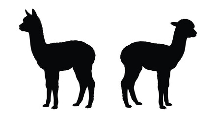 Fototapeta premium Two alpaca silhouettes facing opposite directions against a white background silhouette alpacas camelid south american camelid llama vicu guanaco animal