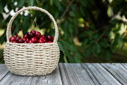 Fresh farm picked cherries in white basket with green orchard background and copy space