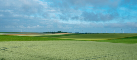 Fototapeta premium fields with young corn in countryside of northern france