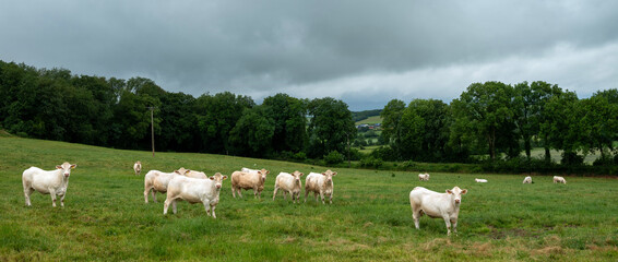Obraz premium white cows in french countryside of thierache in the north