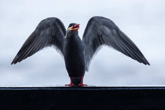 View of an Inca tern with its wings spread wide, showcasing its distinctive white mustache-like feathers and vibrant red beak while perched on a dark ledge in Chile.
