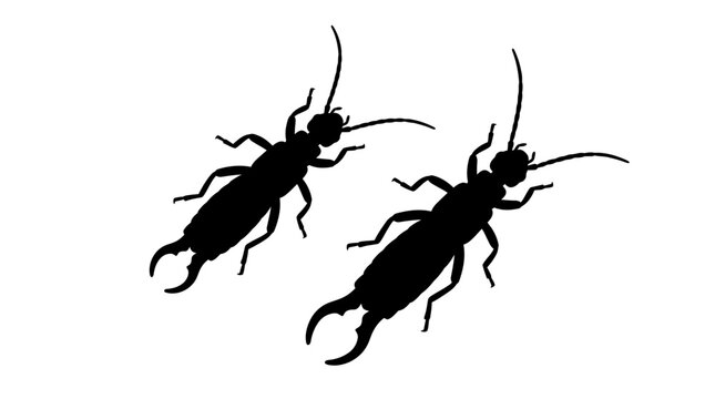 Earwig Silhouettes On White Background Insect Shapes