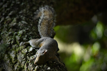 Obraz premium Upside‑down tree‑hugging squirrel vibes—clinging, lounging, and defying gravity like it’s nothing.