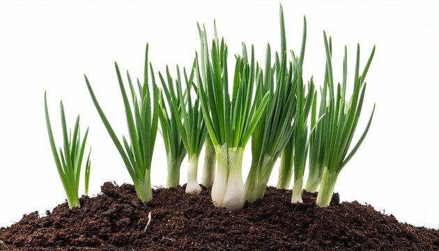 fresh green chives or onion leek in garden soil ground isolated on white or white background