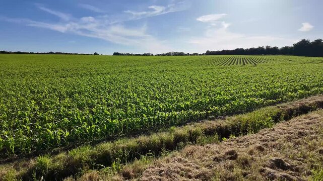 Hampshire England UK. 12.06.2026. Video. Expansive agricultural landscape showcasing rows of vibrant green corn plants stretching towards a distant tree line under a clear blue sky