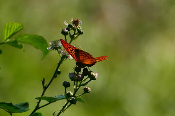 rotbrauner Schmetterling mit schwarzen Punkten auf Blüten  © cagala