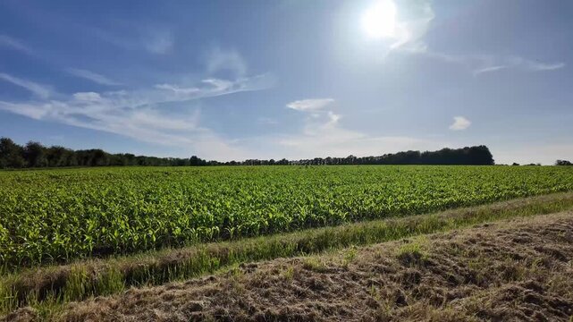 Hampshire England UK. 12.06.2026. Video. Expansive agricultural landscape showcasing rows of vibrant green corn plants stretching towards a distant tree line under a clear blue sky.
