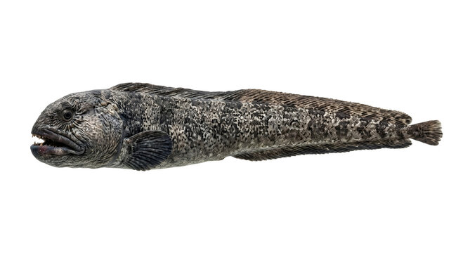Realistic Wolf Fish Isolated on Transparent Background PNG