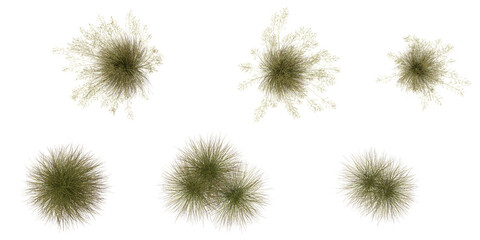 Obraz premium Collection of Deschampsia,Celtica grass isolated on white background from the top view