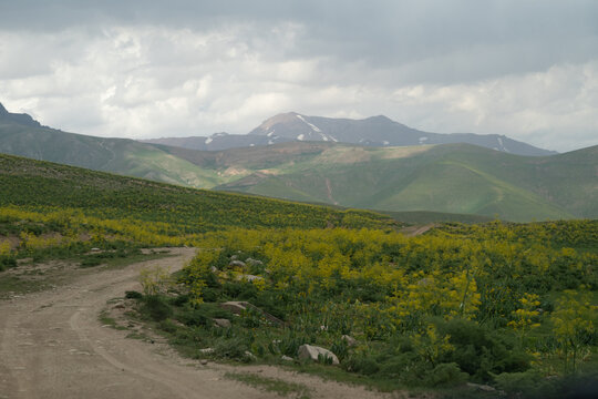 View of Arashan Lake with green hills, yellow wildflowers, dirt road, and snow-capped mountains under cloudy sky in Pop District, Namangan Region, Uzbekistan.