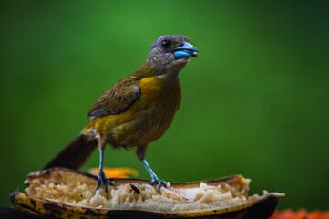Fototapeta premium Scarlet-rumped tanager (Ramphocelus passerinii)