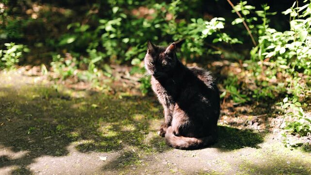 A spotted cat sits on a path in the sunshine and enjoys the weather.