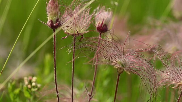 Macro of red colored Prairie Smoke wildflowers blowing in a strong wind with a bright green softly focused background