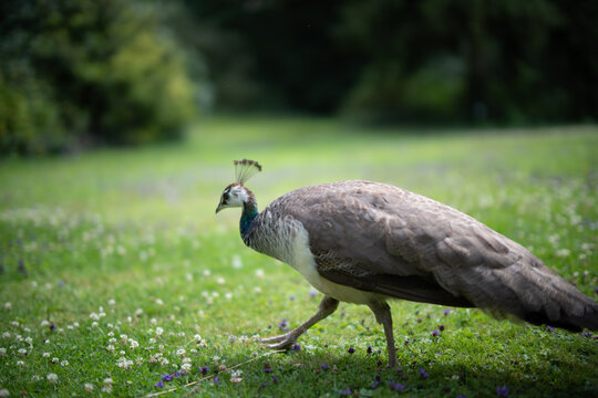 Nahaufnahme einer gehenden Pfauenhenne auf einer gr&uuml;nen Kleewiese