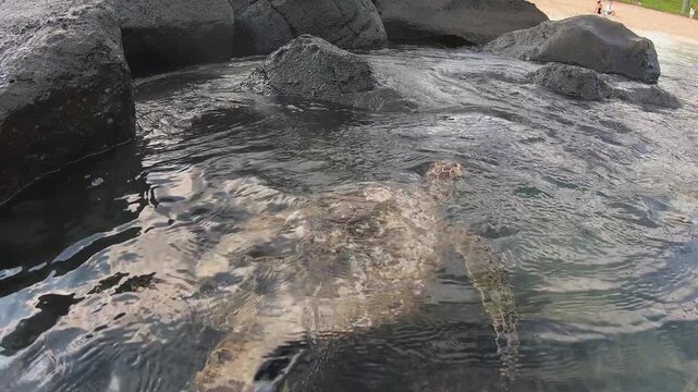 Hawaiian green sea turtle swimming near reef rocks, comes up for breath of air