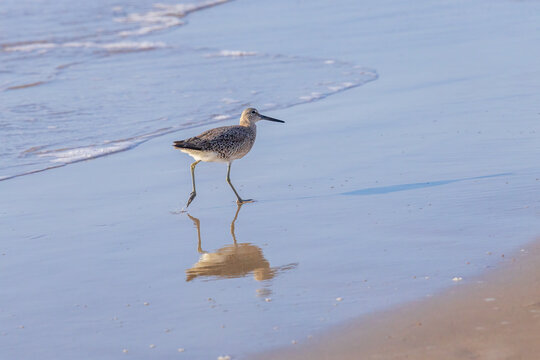 Willet reflected in water on the beach