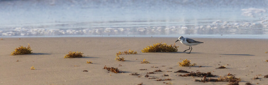 Non-breeding sanderling walks near seaweed on the coast
