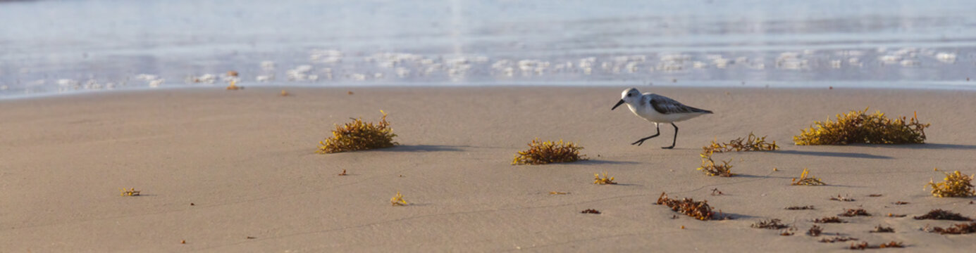 Sanderling among the seaweed on the coast