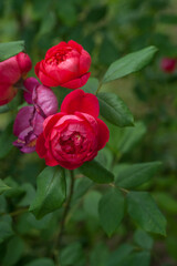 Fototapeta premium Varietal roses in the garden in different colors
