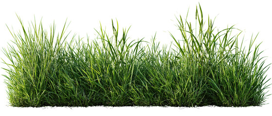 Fototapeta premium Fresh green grass tuft isolated on transparent background