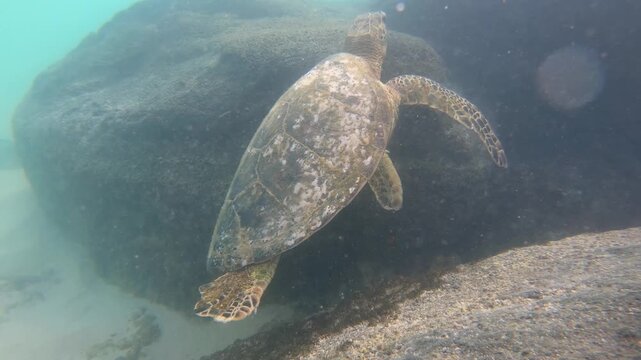 Hawaiian green sea turtle (Honu) swimming underwater near coral reef rock cave searching looks for food