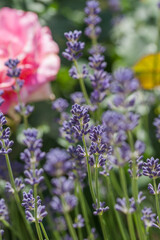 Obraz premium Beautiful lavender in the garden in summer