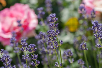 Fototapeta premium Beautiful lavender in the garden in summer